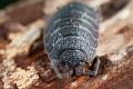 porcellio scaber 2